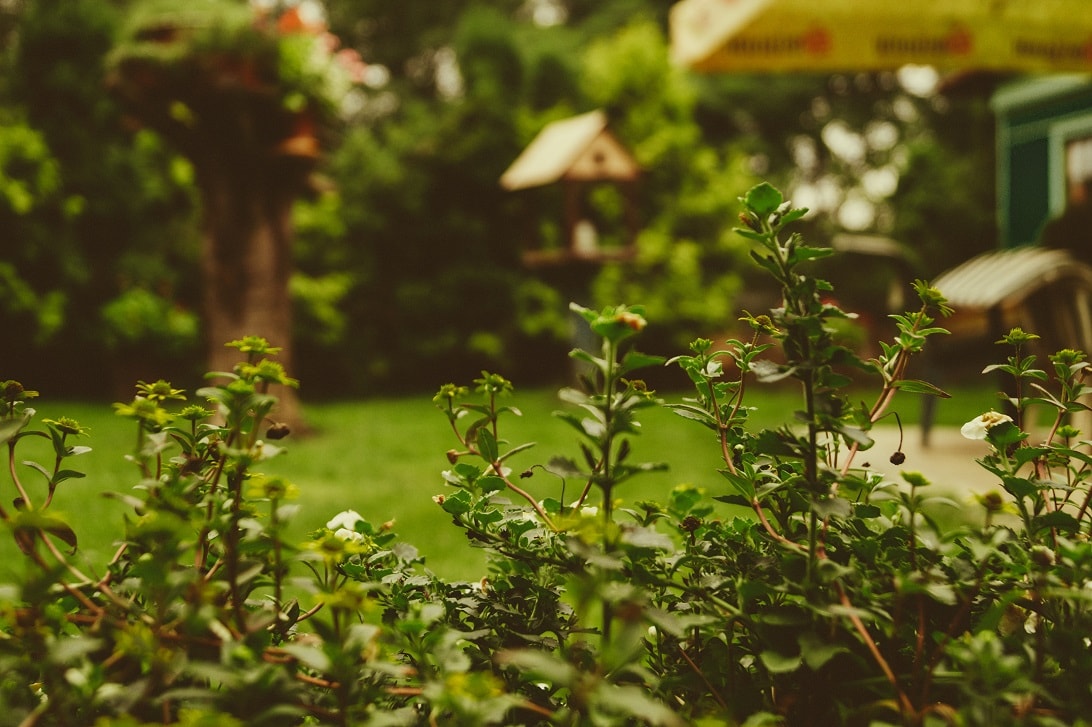 5 activities to rejuvenate your landscaping