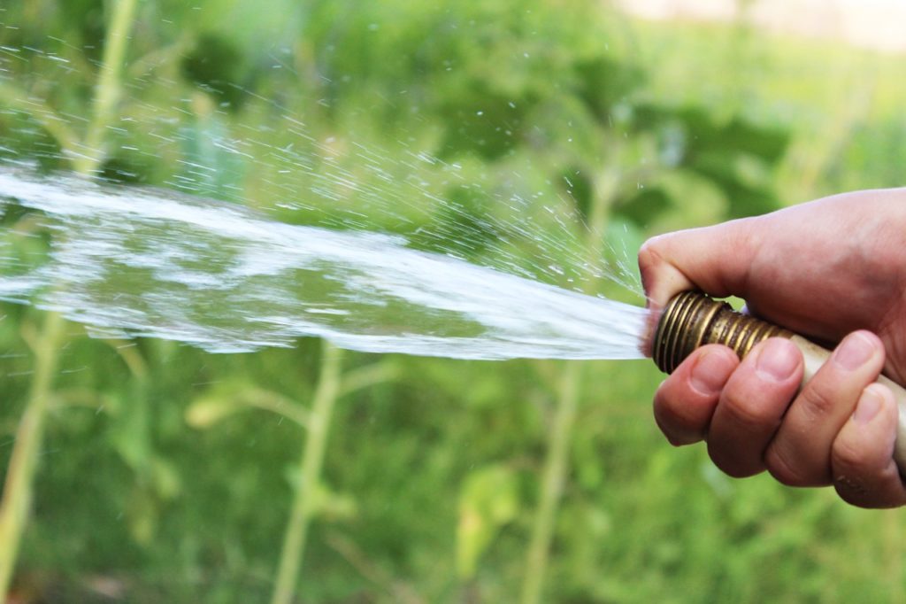 watering plants