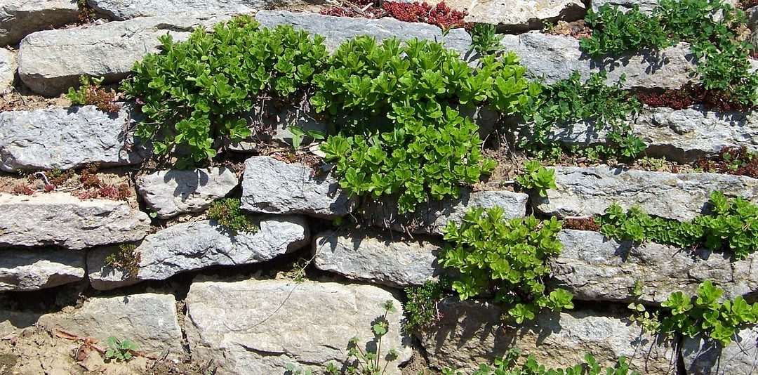 Retaining Wall Ideas on a Budget