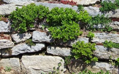 Retaining Wall Ideas on a Budget