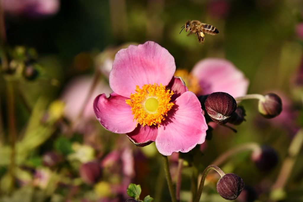 native plants