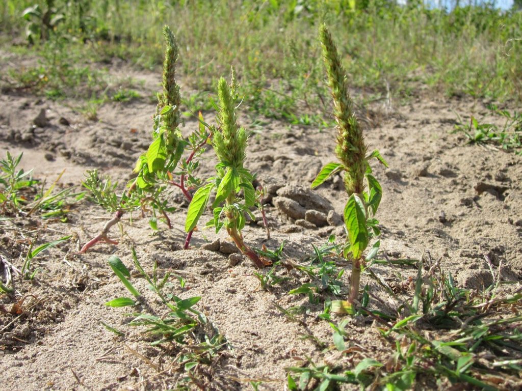 invasive plants