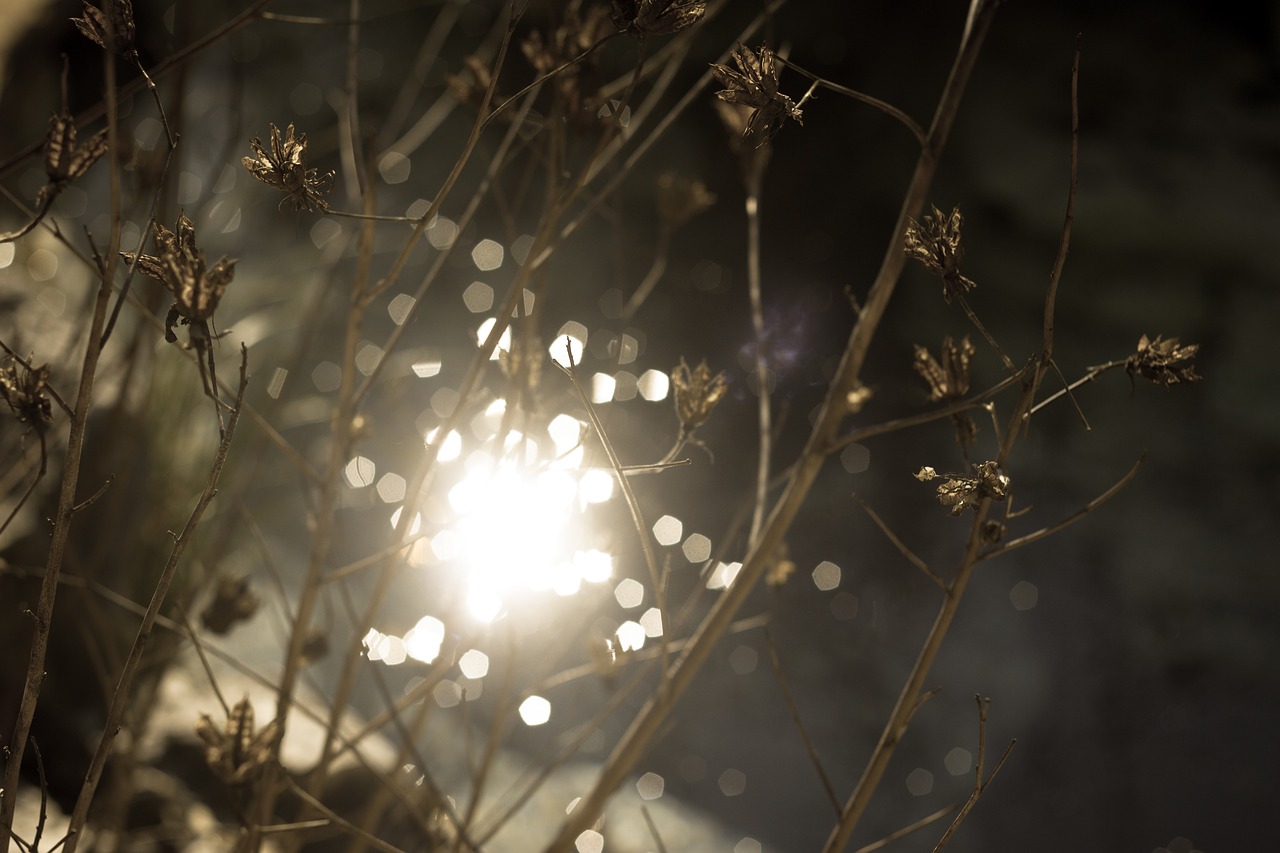 sunlight in pond