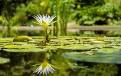 3 Reasons To Have A Backyard Pond