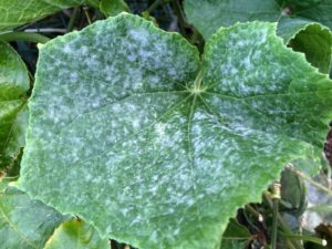 Powdery Mildew