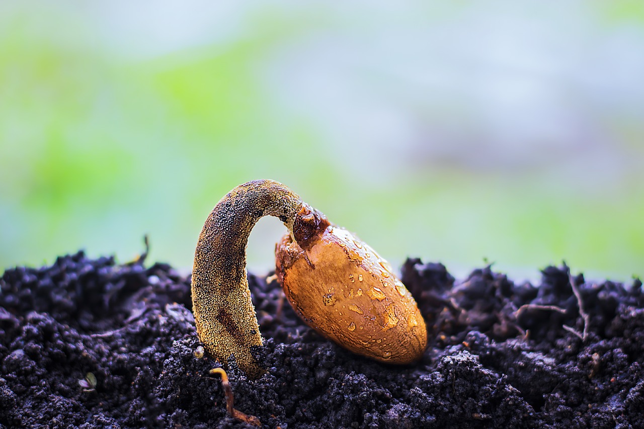 cucumber plant seeds