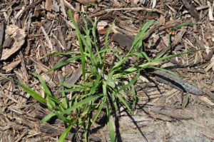 lawn care problems crabgrass